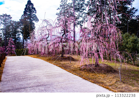 【京都風景】三室戸寺　しだれ梅園はまるで天空の花園 113322238