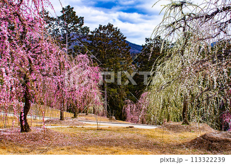 【京都風景】三室戸寺　しだれ梅園はまるで天空の花園 113322239