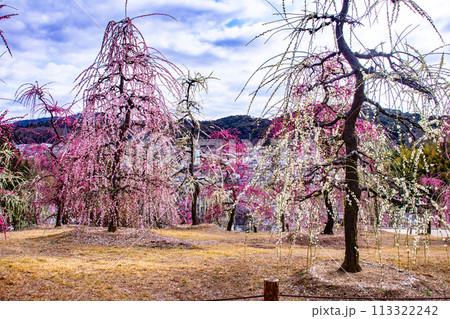【京都風景】三室戸寺　しだれ梅園はまるで天空の花園 113322242