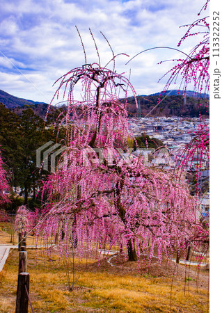【京都風景】三室戸寺 しだれ梅園はまるで天空の花園 【京都風景】三室戸寺 しだれ梅園はまるで天空の花園 113322252