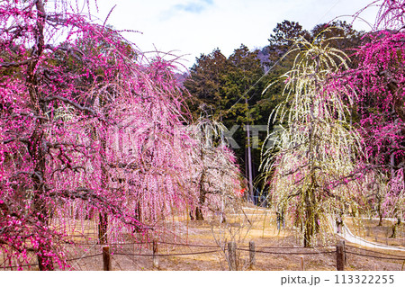 【京都風景】三室戸寺 しだれ梅園はまるで天空の花園 【京都風景】三室戸寺 しだれ梅園はまるで天空の花園 113322255