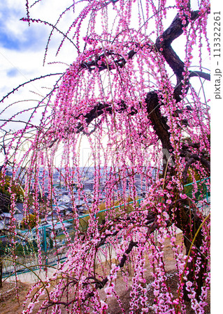 【京都風景】三室戸寺 しだれ梅園はまるで天空の花園 【京都風景】三室戸寺 しだれ梅園はまるで天空の花園 113322261
