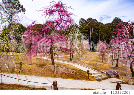 【京都風景】三室戸寺 しだれ梅園はまるで天空の花園 【京都風景】三室戸寺 しだれ梅園はまるで天空の花園 113322265