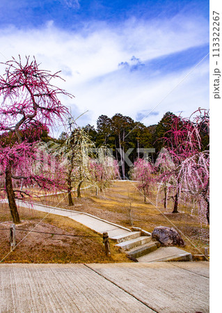 【京都風景】三室戸寺　しだれ梅園はまるで天空の花園 113322267