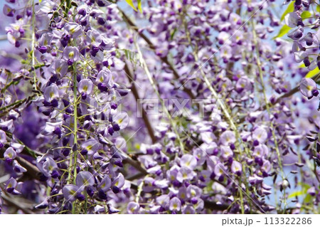 藤の花 113322286