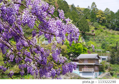 藤の花 藤の花 113322290