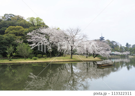 神奈川県横浜市本牧の景勝地の三溪園(三溪園)の満開の桜 神奈川県横浜市本牧の景勝地の三溪園(三溪園)の満開の桜 113322311