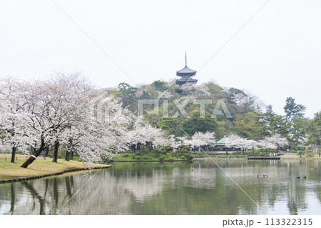 神奈川県横浜市本牧の景勝地の三溪園(三溪園)の満開の桜 神奈川県横浜市本牧の景勝地の三溪園(三溪園)の満開の桜 113322315