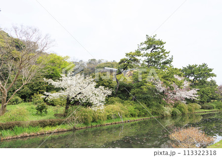 神奈川県横浜市本牧の景勝地の三溪園（三溪園）の満開の桜 113322318