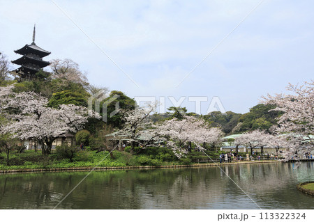 神奈川県横浜市本牧の景勝地の三溪園（三溪園）の満開の桜 113322324