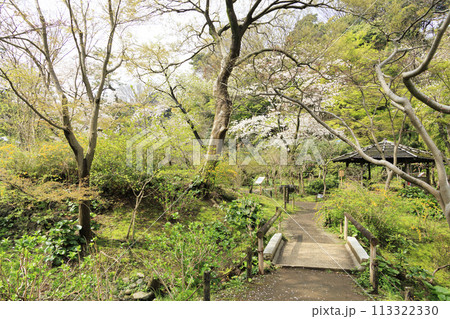 神奈川県横浜市本牧の景勝地の三溪園（三溪園）の満開の桜 113322330