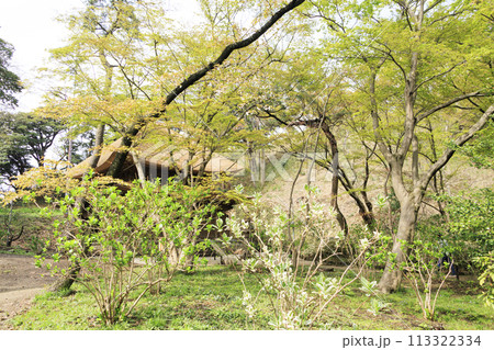 神奈川県横浜市本牧の景勝地の三溪園（三溪園）の満開の桜 113322334