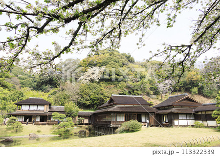 神奈川県横浜市本牧の景勝地の三溪園（三溪園）の満開の桜 113322339