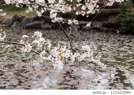 さくら咲く鹿沼市花木センター さくら咲く鹿沼市花木センター 113322699