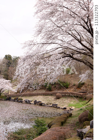 さくら咲く鹿沼市花木センター 113322703