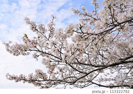 近所の公園の桜 113322782