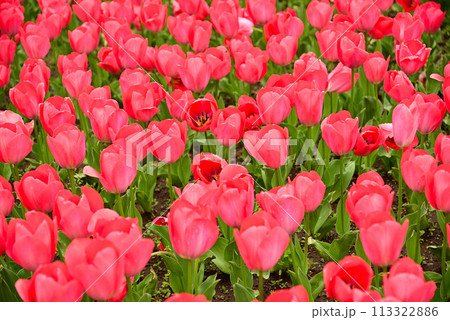 春を告げるチューリップの花 113322886