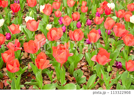 春を告げるチューリップの花 113322908