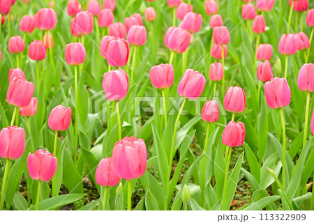 春を告げるチューリップの花 春を告げるチューリップの花 113322909