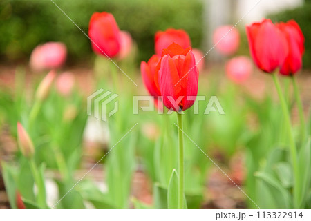 春を告げるチューリップの花 春を告げるチューリップの花 113322914