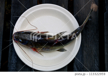 Freshly Caught Catfish on a Ceramic Plate on an old Wooden Boardwalk 113322959