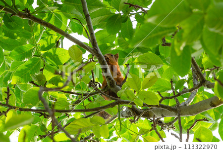 A squirrel in the branches of a tree eats a nut 113322970