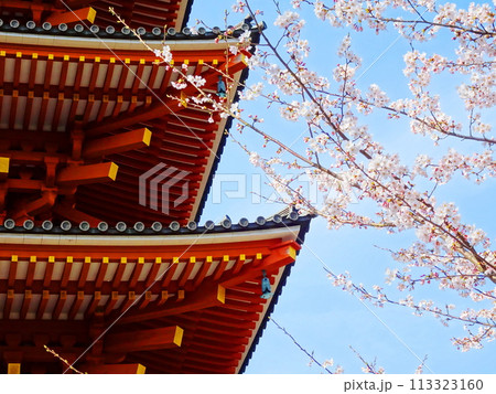 朱色の塔と桜 朱色の塔と桜 113323160
