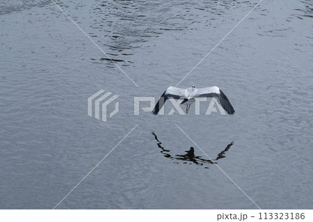 飛翔するアオサギ004 113323186