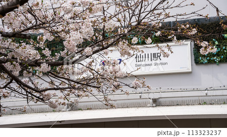 仙川駅前の桜 仙川駅前の桜 113323237