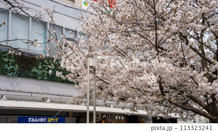 仙川駅前の桜 仙川駅前の桜 113323241