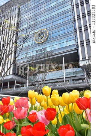 春のJR博多駅　博多駅前広場　チューリップ咲く博多駅前風景 113323303