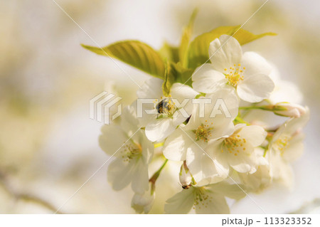 ハナアブと大島桜 ハナアブと大島桜 113323352