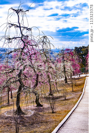 【京都風景】三室戸寺 しだれ梅園はまるで天空の花園 【京都風景】三室戸寺 しだれ梅園はまるで天空の花園 113323378