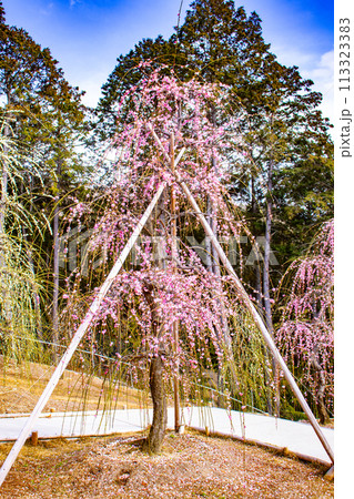 【京都風景】三室戸寺 しだれ梅園はまるで天空の花園 【京都風景】三室戸寺 しだれ梅園はまるで天空の花園 113323383