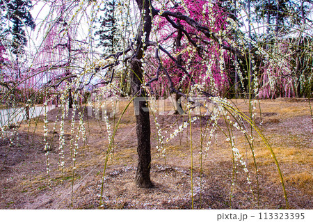 【京都風景】三室戸寺　しだれ梅園はまるで天空の花園 113323395
