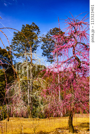 【京都風景】三室戸寺 しだれ梅園はまるで天空の花園 【京都風景】三室戸寺 しだれ梅園はまるで天空の花園 113323401