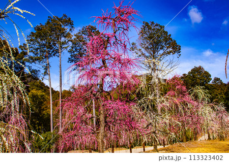 【京都風景】三室戸寺　しだれ梅園はまるで天空の花園 113323402