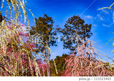 【京都風景】三室戸寺 しだれ梅園はまるで天空の花園 【京都風景】三室戸寺 しだれ梅園はまるで天空の花園 113323405