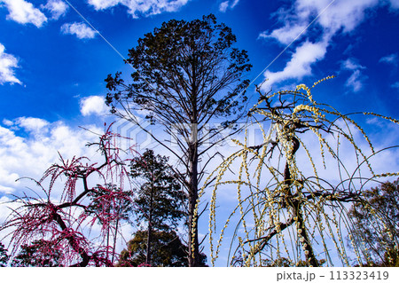 【京都風景】三室戸寺　しだれ梅園はまるで天空の花園 113323419