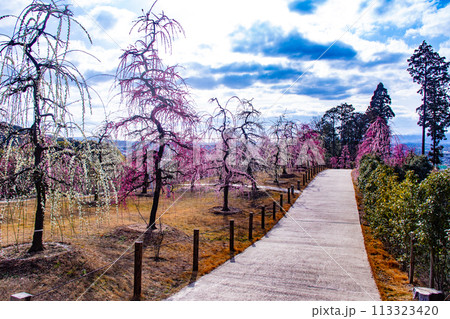 【京都風景】三室戸寺　しだれ梅園はまるで天空の花園 113323420
