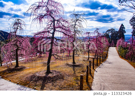 【京都風景】三室戸寺　しだれ梅園はまるで天空の花園 113323426