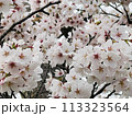 4月春満開桜の背景 113323564