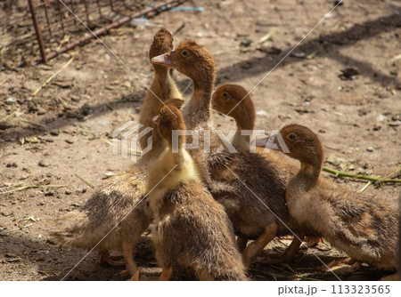 Little brown musk ducks in the barnyard Little brown musk ducks in the barnyard 113323565