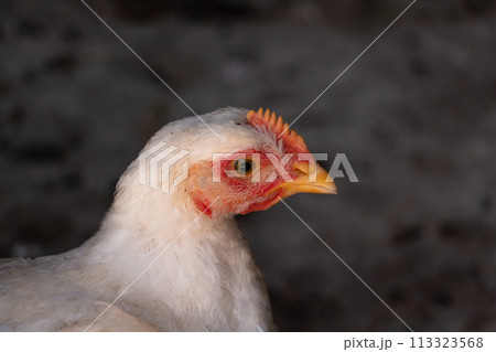 White broiler chicken looking curiously at the camera White broiler chicken looking curiously at the camera 113323568
