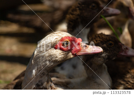 Adult muscovy duck in the barnyard, male close up Adult muscovy duck in the barnyard, male close up 113323578