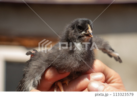 Little black chick on the palm gets to know the world Little black chick on the palm gets to know the world 113323579