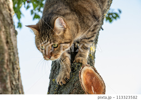 A big cat will climb out of a tree, a forest domestic cat A big cat will climb out of a tree, a forest domestic cat 113323582