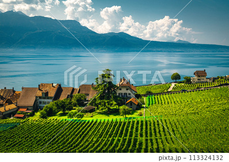 Vineyards on the Geneva lake shore, Rivaz village, Switzerland Vineyards on the Geneva lake shore, Rivaz village, Switzerland 113324132
