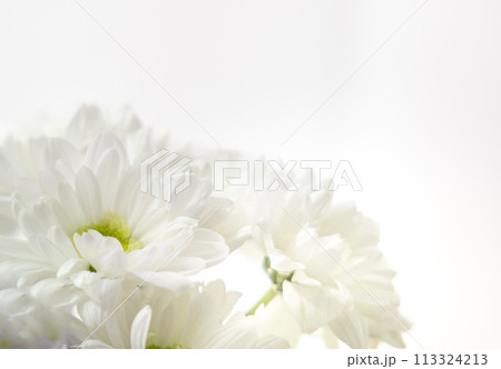 花　-仏事-菊　No.6 113324213