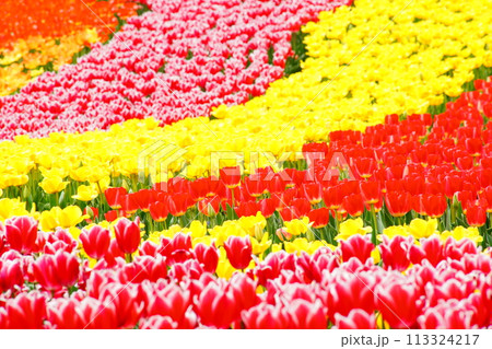 チューリップ畑 113324217